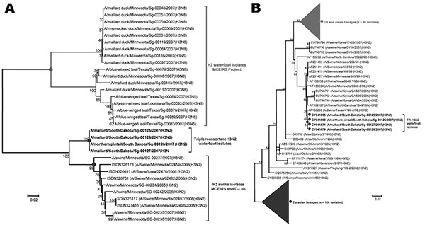 Phylogenetic analysis of hemagglutinin (HA) sequences from waterfowl strains isolated in this study (boldface), based on the HA gene sequences. The evolutionary associations were inferred in MEGA4.0 (www.megasoftware.net) by using the neighbor-joining algorithm with the Kimura 2-parameter gamma model and 1,000 bootstrap replications (shown on branch bifurcations). A) Evolutionary distances of waterfowl isolates from swine and avian HA (H3) sequences from the Minnesota Center of Excellence for In