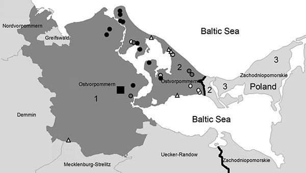 Region in Germany and Poland investigated for Trichinella spp. 1, Ostvorpommern, Germany; 2, Usedom Island, Germany; 3, Wolin Island, Poland. Triangles, Trichinella spp.–positive cases in raccoon dogs; circles, cases in wild boars; square, location of outbreak farm; white circles and triangles, cases in 2005; light gray circles, cases in 2006; dark gray circles, cases in 2007; black circles, cases in 2008.
