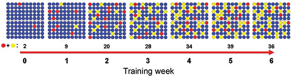 Evolving adenovirus subtype B14 incidence rate per 100 US Air Force basic military trainees over 6.5 weeks of basic training, based on epidemiologic and laboratory surveillance data. Red circles, acutely ill; yellow circles, recovering/possibly infectious; blue circles, well.