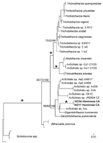 Thumbnail of Maximum-likelihood phylogenetic tree based on internal transcribed spacer region 2 sequences of relationships among members of the Bilharziella, Trichobilharzia, Gigantobilharzia, and Dendritobilharzia species clade from this study and unidentified samples of avian schistosomes from GenBank (online Appendix Table, www.cdc.gov/EID/content/16/9/1357-appT.htm). Samples in boldface are those obtained from Haminoea japonica snails. Node support is indicated by maximum parsimony (MP) and