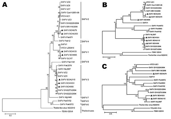 Phylogenetic analysis of Saffold cardiovirus (SAFV) strains obtained in Beijing, China, 2007–2009, based on viral protein (VP) 1 (A), P1 capsid proteins (B), and full-length genomes (C). The trees, with 500 bootstrap replicates, were generated by using the neighbor-joining algorithm in MEGA 4.0 (10). Strains identified in this study are indicated by a specific identification code (BCH or BCHU), followed by the patient number and labeled with dark triangles (BCH133, BCH350, BCH895, BCH1031, BCHU7