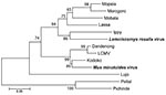 Thumbnail of Neighbor-joining tree of Old World arenaviruses, showing position of 2 arenaviruses found in blood samples of Lemniscomys rosalia and Mus minutoides mice (boldface), based on the analysis of partial sequences of the RNA polymerase gene. Phylogeny was estimated by neighbor-joining of amino acid pairwise distance in MEGA 4 (10). Numbers represent percentage bootstrap support (1,000 replicates). Two New World arenaviruses, Pirital and Pichinde, were used as outgroups. See Table 2 for v
