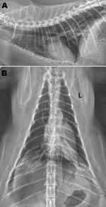 Thumbnail of Radiographs of the thorax of a cat with confirmed influenza A pandemic (H1N1) 2009 virus infection. A) Right lateral view; B) dorsoventral view. Asymmetric soft tissue opacities are evident in the right and left caudal lung lobes. An alveolar pattern, composed of air bronchograms with border-effaced (indistinct) adjacent pulmonary vessels, is most pronounced in the left caudal lobe. A small gas lucency in the pleural space appears in the right caudal and dorsal thoracic cavity. An e
