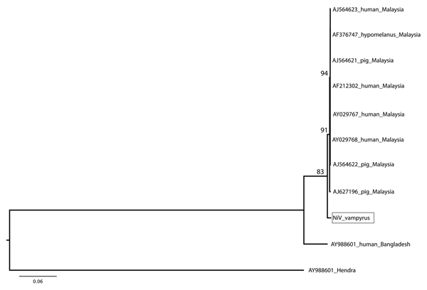 Phylogenetic position of Nipah virus (NiV) isolate from Pteropus vampyrus bats (box) in combined analysis of nucleocapsid, phosphoprotein, matrix, fusion, and attachment gene open reading frames (8.3 kb). Maximum likelihood tree, general time reversible + Γ model, 1,000 bootstrap replicates. NiV P. vampyrus is distinct but forms a clade with other NiV sequences from Malaysia, and the isolate from Bangladesh is more distantly related and basal to this group. GenBank accession numbers are shown fo