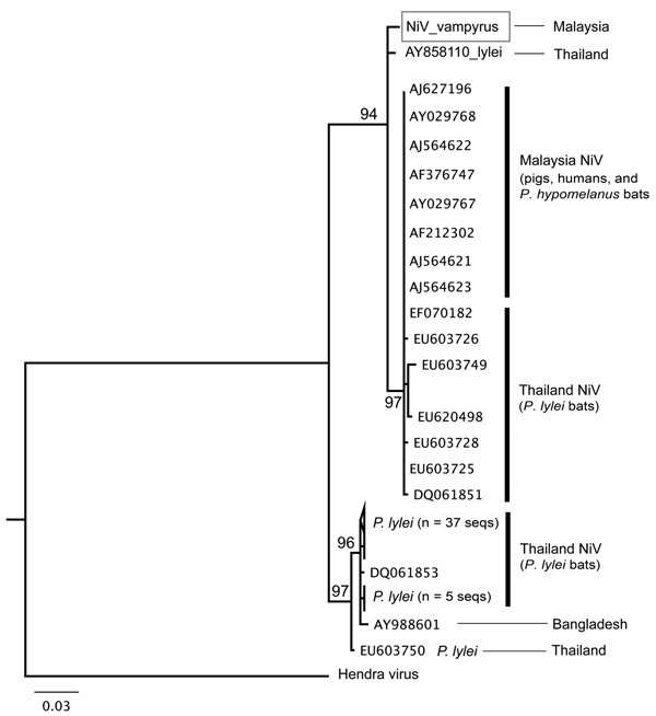 Partial nucleocapsid gene (358 bp) maximum-likelihood tree for all available Nipah virus (NiV) sequences (seqs) in GenBank, showing a high level of NiV sequence diversity in Pteropus lylei bat isolates from Thailand. NiV P. vampyrus  (box) is most closely related to AY858110 from P. lylei bats and forms a large clade that includes other P. lylei bat isolates and all NiV sequences from Malaysia. GenBank accession numbers are given for NiV isolates from pigs in Malaysia (AJ627196, Tambun; AJ564621