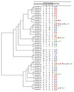 Thumbnail of Dendogram constructed by using unweighted pair group method with arithmetic mean and 4 highly variable genomic sequences (HVGS), showing phylogenetic diversity of 48 genotypes of 81 Tropheryma whipplei strains detected in 34 children with diarrhea (blue), 40 adult patients with Whipple disease (red), and 22 asymptomatic adult patients without Whipple disease (green) (including 11 sewer workers), Marseille, France. Sequences were concatenated to construct the dendrogram. Numbers in p