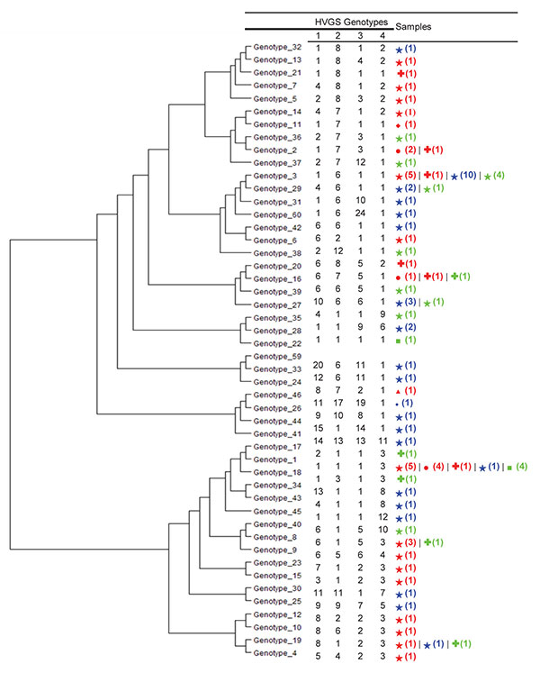 Dendogram constructed by using unweighted pair group method with arithmetic mean and 4 highly variable genomic sequences (HVGS), showing phylogenetic diversity of 48 genotypes of 81 Tropheryma whipplei strains detected in 34 children with diarrhea (blue), 40 adult patients with Whipple disease (red), and 22 asymptomatic adult patients without Whipple disease (green) (including 11 sewer workers), Marseille, France. Sequences were concatenated to construct the dendrogram. Numbers in parentheses in