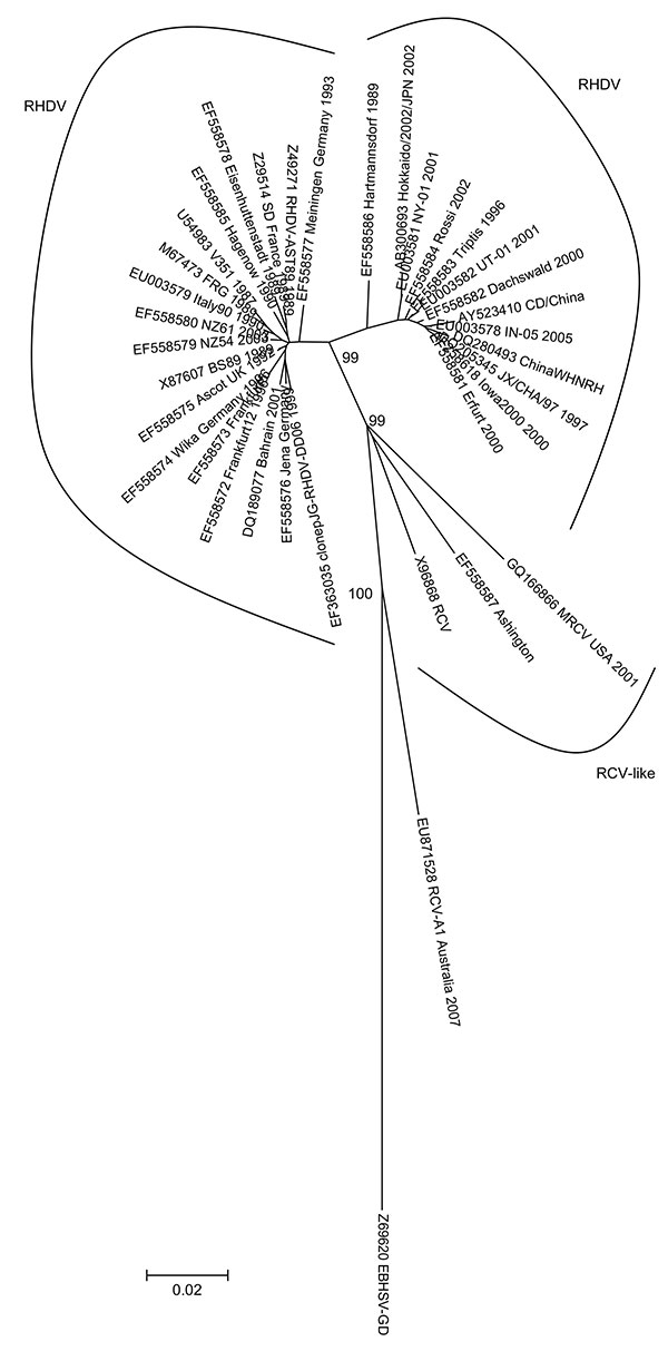 Evolutionary relationships of Lagovirus strains. The evolutionary history was inferred by using the neighbor-joining method (3) with the pairwise deletion option. The tree is drawn to scale. There were a total of 563 positions (97% of the capsid viral protein [60 aa sequence]). Phylogenetic analyses were conducted in MEGA 4 (4). Reliability of the tree was assessed by bootstrap with 1,000 replicates and is indicated in the nodes (only relevant values are shown). Several genetic distance methods