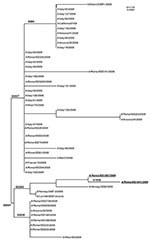 Thumbnail of Phylogenetic relationships of hemagglutinin (HA) 1 sequences of pandemic (H1N1) 2009 viruses in Italy obtained from the National Influenza Centre (NIC)–Istituto Superiore di Sanità (ISS) and the National Center for Biotechnology Information. The NIC-ISS sequences are in italics. Isolates from the index case-patient and his father are indicated in boldface. Amino acid mutations of interest in this study are reported on the nodes. All the NIC sequences obtained in the present study we