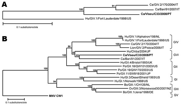 Phylogenetic trees of A) a 206-nt region of the RNA-dependent polymerase gene of 1 human genogroup (G) IV strain (Hu/GIV.1/FortLauderdale/1998/US), 2 recently published canine noroviruses (GIV.2/170/2004/IT, Bari/91/2007/IT) (5,13), and the novel canine Viseu strain reported in the study (boldface); and B) full-length amino acid sequence of viral protein (VP) 1 of norovirus strains of GI–GV detected in animals and human strains Hu/GI.1/Norwalk/1968/US, Hu/GI.3/DesertShield/1993/US, and Hu/GII.4/