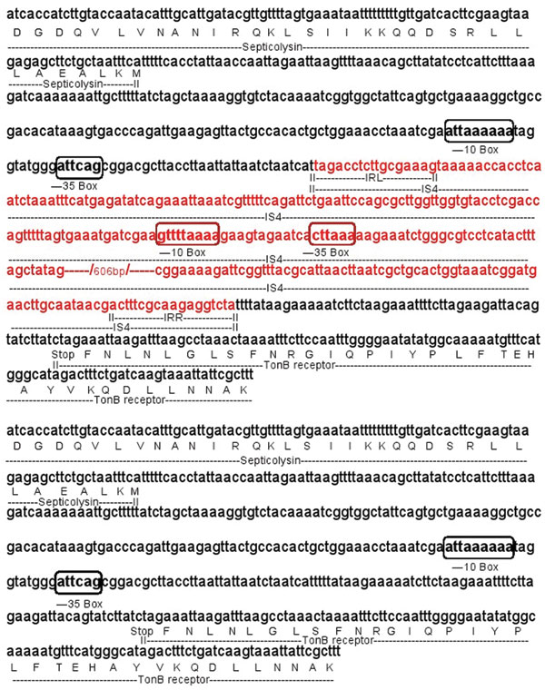Nucleotide sequence of the region between the septicolysin and Ton-B dependent receptor genes of Acinetobacter baumannii in plasmids pMMA2 and pMMCU3 from clone AbH12O-A2 (upper panel) and AbH12O-CU3 (lower panel), respectively. Integrated insertion sequence 4 (IS4) (red letters) provided a new promoter sequence for septicolysin in plasmid pMMA2 from clone AbH12O-A2. Upper case letters indicate amino acids. IRL, inverted repeated left sequence; IRR, inverted repeated right sequence from IS4; Sto