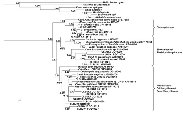 Bayesian phylogenetic tree demonstrating the relationship of 15 isolated organisms from the older chlamydiales samples to known chlamydial species. Cand., Candidatus; R., Rhabdochlamydia; P., Protochlamydia.