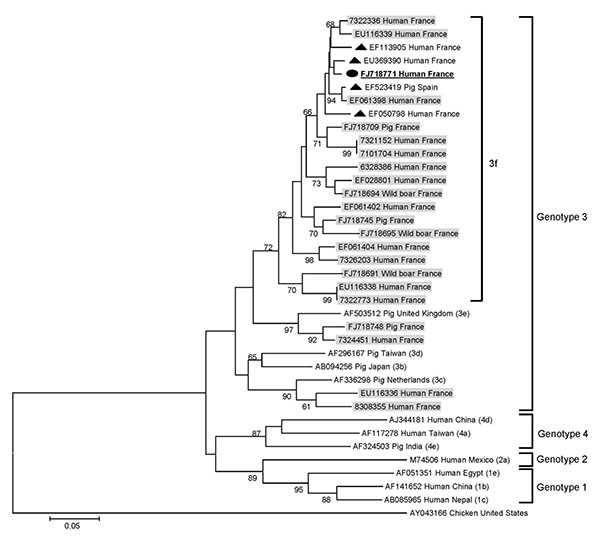 Phylogenetic tree based on partial nucleotide sequences (275 bp) corresponding to the 5′-end open reading frame 2 region of the hepatitis E virus (HEV) genome. Phylogenetic analysis included HEV sequence recovered in the present study (black circle, boldface and underlined; GenBank accession no. FJ71877) and sequences corresponding to the HEV sequences hits with the highest BLASTn score (http://blast.ncbi.nlm.nih.gov) to this sequence (black triangles), previously recovered in our laboratory (bo