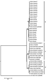 Thumbnail of Phylogenetic analysis of human parvovirus 4 (PARV4) nucleotide sequences. The concatenated dataset of 746 open reading frame (ORF) 1 nt and 558 ORF2 nt (except for strains 14 [550 nt sequenced in ORF1] and 16 [218 nt sequenced in ORF2]) was subjected to neighbor-joining–based phylogenetic analysis with 1,000 bootstrap replicates in MEGA4 by using the Kimura substitution model and the complete deletion option for gaps (14). Bovine hokovirus was used as an outgroup because it is the c