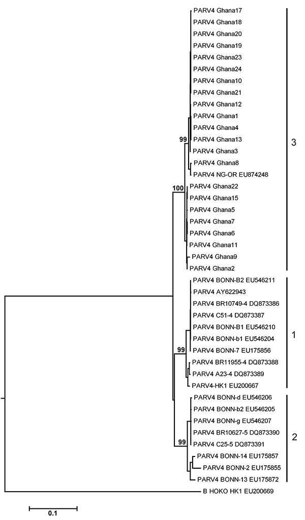 Phylogenetic analysis of human parvovirus 4 (PARV4) nucleotide sequences. The concatenated dataset of 746 open reading frame (ORF) 1 nt and 558 ORF2 nt (except for strains 14 [550 nt sequenced in ORF1] and 16 [218 nt sequenced in ORF2]) was subjected to neighbor-joining–based phylogenetic analysis with 1,000 bootstrap replicates in MEGA4 by using the Kimura substitution model and the complete deletion option for gaps (14). Bovine hokovirus was used as an outgroup because it is the closest relati