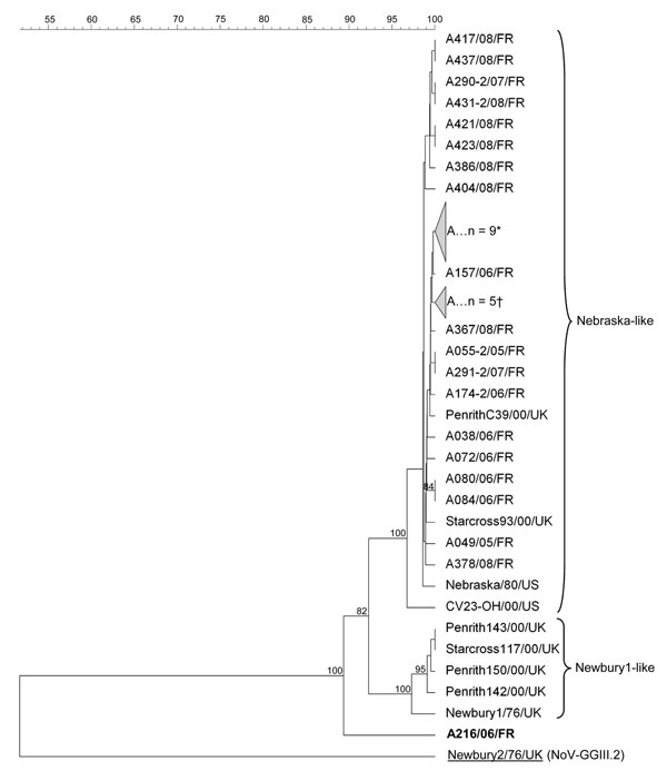 Nebovirus phylogenetic tree based on the deduced 167-aa–length sequences covering the 3′ end polymerase region. Possible novel strain is shown in boldface. Sequence alignments and clustering were performed by the unweighted-pair group method by using arithmetic average with Bionumerics software (Applied Maths, Sint-Martens-Latem, Belgium). Bootstrap values calculated with 1,000 replicate trees are given at each node when &gt;70%. Collapsed branches are made up of the following nebovirus strains