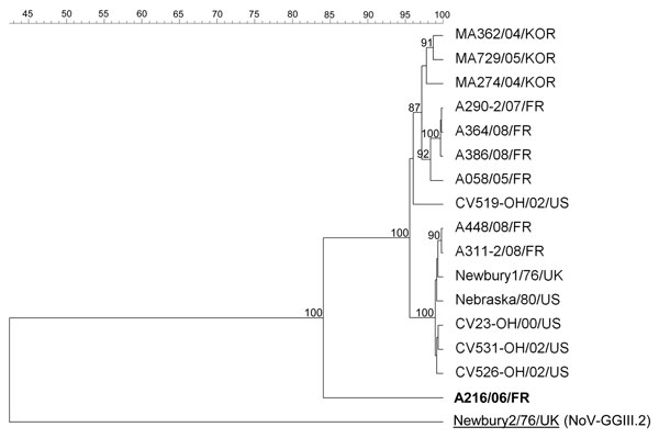 Nebovirus phylogenetic tree based on the deduced 549-aa–length sequences of the complete capsid. Possible novel strain is shown in boldface. Sequence alignments and clustering were performed by the unweighted-pair group method by using arithmetic average with Bionumerics software (Applied Maths, Sint-Martens-Latem, Belgium). Bootstrap values calculated with 1000 replicate trees are given at each node when &gt;70%. Capsid sequences of the French nebovirus strains were submitted to the GenBank dat