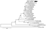 Thumbnail of Phylogenetic analysis of citrate synthase (gltA) sequences of Rickettsia spp. Sequences were aligned by using MEGA4 software (www.megasoftware.net). Neighbor-joining phylogenetic tree construction and bootstrap analyses were performed according to the Kimura 2-parameter distances method. Pairwise alignments and multiple alignments were performed with an open gap penalty of 15 and a gap extension penalty of 6.66. The percentage of replicate trees in which the associated taxa were clu