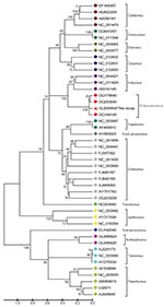 Thumbnail of Phylogenetic analysis of the more variable P1 region of the salivirus/klassevirus isolated from fecal samples of 9 (4.2%) of 216 children with diarrhea in the People’s Republic of China, April 2008–March 2009, and 45 representative strains. Phylogenetic tree was constructed by the neighbor-joining method with 1,000 bootstrap replicates by using MEGA4.0 software (www.megasoftware.net). Bootstrap values are indicated at each branching point. The isolate SH1 is marked with a triangle.