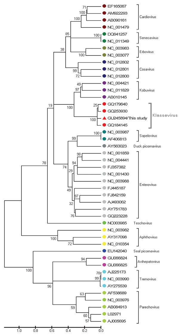 Phylogenetic analysis of the more variable P1 region of the salivirus/klassevirus isolated from fecal samples of 9 (4.2%) of 216 children with diarrhea in the People’s Republic of China, April 2008–March 2009, and 45 representative strains. Phylogenetic tree was constructed by the neighbor-joining method with 1,000 bootstrap replicates by using MEGA4.0 software (www.megasoftware.net). Bootstrap values are indicated at each branching point. The isolate SH1 is marked with a triangle. Scale bar ind