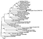 Thumbnail of Phylogenetic analysis of the sequences of the hemagglutinin genes of the strains of measles virus from Menglian County, Yunnan Province, People’s Republic of China. The unrooted tree shows sequences from the Menglian viruses (circles) compared with World Health Organization reference strains for each genotype. Genotype designation is in boldface. MVi, measles virus sequence from isolates; MV, measles virus; MVs, measles virus sequence from clinical specimens; wt, wild type. Scale ba