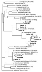 Thumbnail of Tree pair-wise alignment of Bartonella DNA sequences detected in feral pig blood samples. GenBank accession numbers are in parentheses. Boldface indicates sequences generated in this study compared with sequences previously submitted to GenBank.