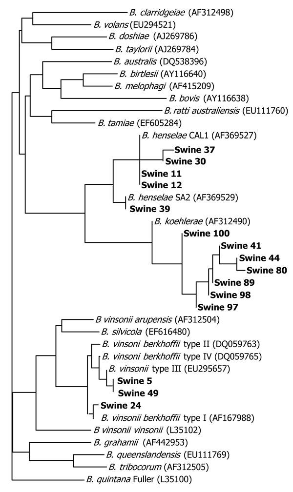 Tree pair-wise alignment of Bartonella DNA sequences detected in feral pig blood samples. GenBank accession numbers are in parentheses. Boldface indicates sequences generated in this study compared with sequences previously submitted to GenBank.