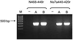 Thumbnail of Bat coronavirus/Philippines/Dilliman1525G2/2008 mRNA in experimentally infected fruit bats, the Philippines. Reverse transcription–PCR results for small intestines of bats A and B. Lane M, 100-bp DNA ladder; lane –, nontemplate control.