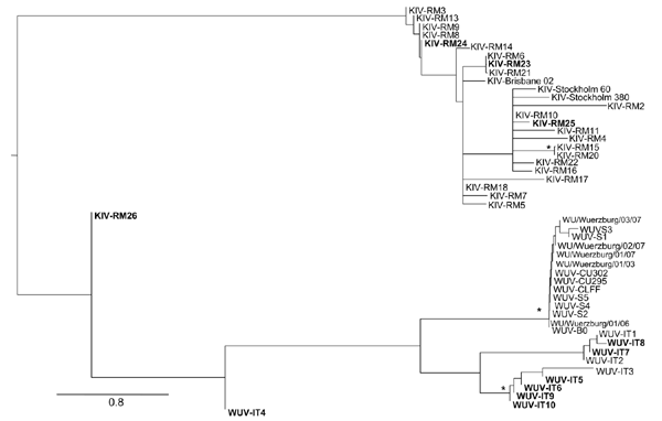 Maximum likelihood phylogenetic analysis of KI polyomavirus (KIPyV) and WU polyomavirus (WUPyV) small T antigen sequences. Strains identified in this study are in boldface. The tree was rooted by using the midpoint rooting method. Branch lengths were estimated by using the best fitting nucleotide substitution (Hasegawa, Kishino, and Yano) model according to a hierarchical likelihood ratio test (6,7) and were drawn to scale. Scale bar indicates 0.8 nt substitutions per site. Asterisks along the b