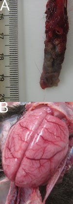 Thumbnail of Gross lesions caused by human herpesvirus 1 infection in marmosets. A) Vesicular and necrotic plaques in tongue. B) Marked brain congestion. Scale shown in centimeters.