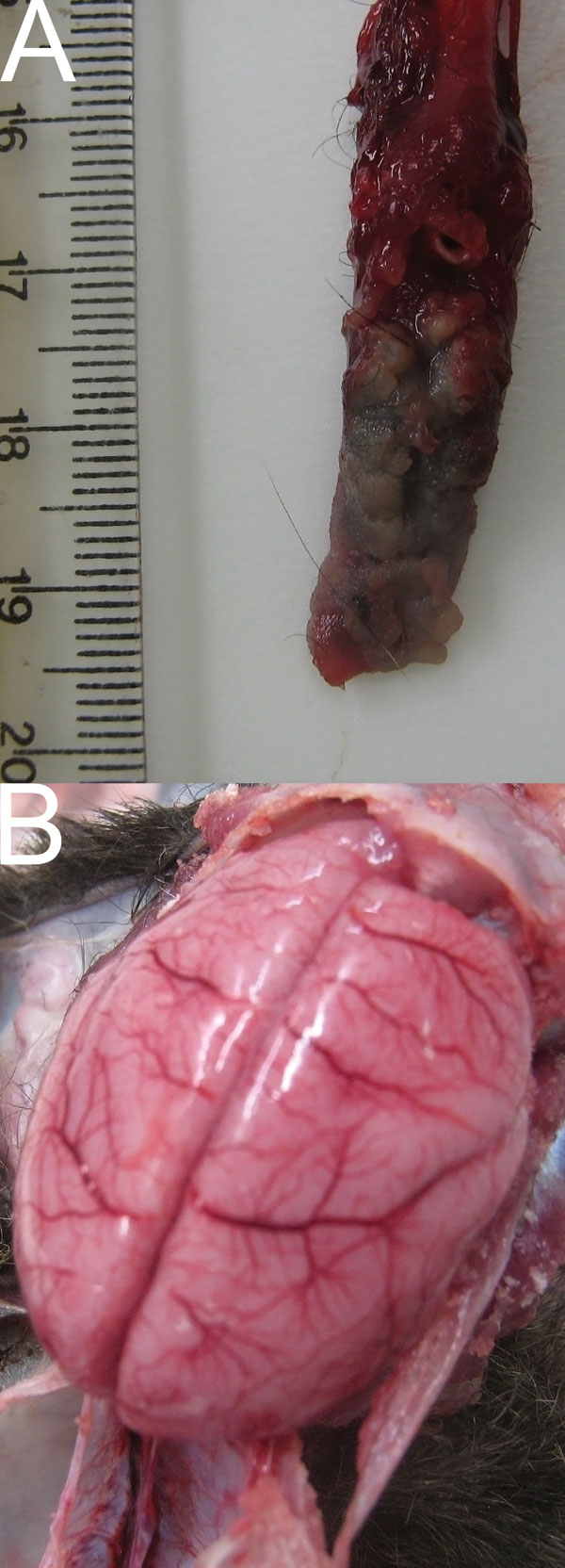 Gross lesions caused by human herpesvirus 1 infection in marmosets. A) Vesicular and necrotic plaques in tongue. B) Marked brain congestion. Scale shown in centimeters.