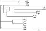 Thumbnail of Phylogenetic tree based on the alignment of the surface layer protein A amino acid sequence of Clostridium difficile 027 (GenBank accession no. CBE06198) with those of PCR-ribotypes 001, 002, 005, 010, 012, 014, 017, 031, 046, 054, 066, 078, 092, and 094 (GenBank accession nos. AAZ05957, AAZ05964, AAZ05968, AAZ05974, AAZ05975, AAZ05984, AAZ05988, AAZ05989, AAZ05980, AAZ05972, AAZ05986, AAZ05994, AAZ05982, and AAZ05991, respectively). The phylogram was generated by using TreeView ver