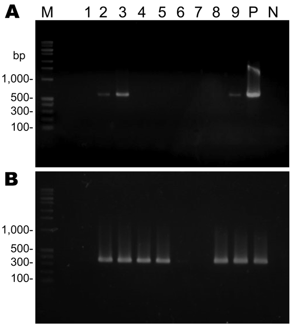 PCR amplification of the Leishmania spp.–specific small subunit rRNA gene from skin biopsy specimens from infected dogs, Japan. DNA samples (100–200 ng) were subjected to primary PCR (A), followed by nested PCR (B). Lanes 1–4, skin DNA samples from patient 1; lanes 5–9, skin DNA samples from patient 2; M, DNA molecular marker; P, positive control; N, negative control.