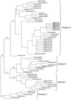 Thumbnail of Evolutionary analysis of dengue virus isolates from this study (boldface) compared with established dengue virus serotype 3 subtypes, Zhejiang Province, People’s Republic of China, 2009.