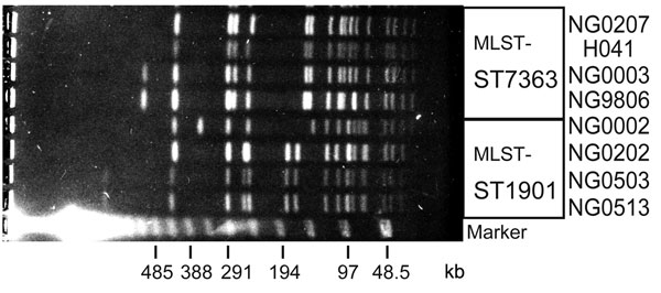 Pulsed-field gel electrophoresis patterns of ceftriaxone-resistant Neisseria gonorrhoeae strain H041 and other multilocus sequence typing (MLST) ST7363 and ST1901 strains. SpeI-digested genomic DNA from ceftriaxone-resistant N. gonorrhoeae H041, 3 of the MLST ST7363 strains and 4 of the MLST ST1901 strains were analyzed by pulsed-field gel electrophoresis. A lambda ladder standard (Bio-Rad, Hercules, CA, USA) was used as a molecular size marker.