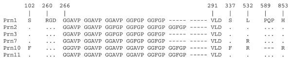 Amino acid sequence of pertactin (Prn) of Bordetella pertussis from China. Numbering is relative to the first methionine of Prn1. Dots represent identical sequences and dashes represent deletions. The RGD (arg-gly-asp) motif implicated in adherence to host receptors is indicated.