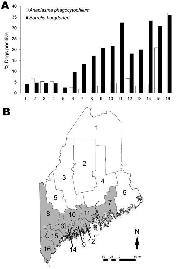 A) Canine seroprevalence for Anaplasma phagocytophilum and, in dogs never vaccinated against Lyme disease, for Borrelia burgdorferi in Maine counties arranged north to south, 2007. B) Maine counties, with the 10 tick-abundant counties used in the analyses shaded in gray. Counties: 1, Aroostook; 2, Piscataquis; 3, Somerset; 4, Penobscot; 5, Franklin; 6, Washington; 7, Hancock; 8, Oxford; 9, Waldo; 10, Kennebec; 11, Knox; 12, Lincoln; 13, Androscoggin; 14, Sagadahoc; 15, Cumberland; 16, York.