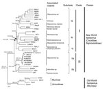 Thumbnail of Phylogenetic analysis of partial small RNA segments of hantaviruses, Maranhão, Brazil, by using maximum-likelihood and Bayesian methods. Bayesian and bootstrap values (in parentheses) are shown over each main tree node. Values in brackets indicate mean divergence between groups. Arrows indicate exact position of these 2 values. Scale bar indicates nucleotide sequence divergence. BMJV, Bermejo virus; NEMV, Neembuco virus; LECV, Lechiguanas virus; ANDV, Andes virus; ORNV, Oran virus;