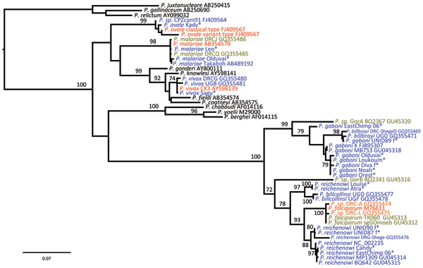 Maximum-likelihood trees of Plasmodium spp. obtained from the analysis of a 1,087-bp CytB alignment. Blue indicates sequences determined from chimpanzee hosts; green, bonobos; gray, gorillas; and red, humans. Black indicates sequences obtained from nonprimate hosts. Plasmodium spp. sequences derived from chimpanzees in this study are marked with an asterisk. Bootstrap values are shown when &gt;70. The tree was rooted using avian plasmodium sequences. Accession numbers of all sequences used are s