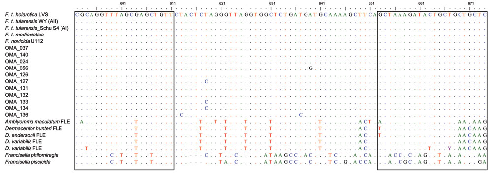 Multiple alignment of the 11 Francisella lpnA sequences obtained from mosquitoes in Sweden (hatched from field-collected larvae) with previously published sequences of Francisella species and subspecies, and Francisella-like endosymbionts (FLE). Boxed nucleotides represent target sequences of lpnA primers. The nucleotide positions 592–674 refer to F. tularensis holarctica live vaccine strain (LVS). Colors indicate individual nucleotides to clearly delineate those diverging from the F. tularensis