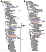 Thumbnail of Phylogenetic relationships among the A) hemagglutinin (HA) and B) neuraminidase (NA) genes of influenza A (H5N1) viruses isolated in Indonesia. The numbers below or above the branch nodes indicate neighbor-joining bootstrap values. Analysis was based on nucleotides 281–1675 of the HA gene and 43–1037 of the NA gene. The HA and NA gene trees were rooted to A/goose/Guangdong/1/96 and A/duck/Guangxi/50/2001, respectively. Colors indicate swine viruses (blue) and chicken viruses (red) m