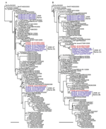 Thumbnail of Phylogenetic relationships of the polymerase acidic protein (PA) (A) and nucleocapsid protein (NP) (B) genes of influenza A (H5N1) viruses in Indonesia. All trees were generated by neighbor-joining in ClustalW (www.clustal.org). Numbers above or below branches indicate neighbor-joining bootstrap values. Analyses were based on nucleotides 1426–2172 (747 bp) and 46–913 (868 bp) of the PA and NP genes, respectively. Each tree was rooted to A/duck/Guangxi/50/2001. Colors indicate swine