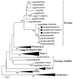 Thumbnail of Phylogenetic tree showing the genetic relationships among selected canine distemper virus strains of various lineages and generated by using the full-length nucleotide sequence of the hemagglutinin gene. The tree branches including viruses not from Europe were collapsed (triangles). Full circles indicate the canine distemper strains identified in foxes from Stelvio National Park, Italy. The neighbor-joining tree was generated by using the Kimura 2-parameter distance correction, and