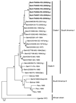 Thumbnail of Phylogenetic analysis of partial (1,205 nt) structural region of the envelope gene of 6 yellow fever virus (YVF) isolates (boldface) sequenced from samples recovered from hematophagous arthopods collected in Rio Grande do Sul State, southern Brazil, November 2008. Comparison is shown with sequences of 17 genotype I YFV strains from Brazil and with sequences of 6 reference strains of genotype II from South America (Peru, Bolivia, and Brazil) obtained from GenBank. The analysis was pe