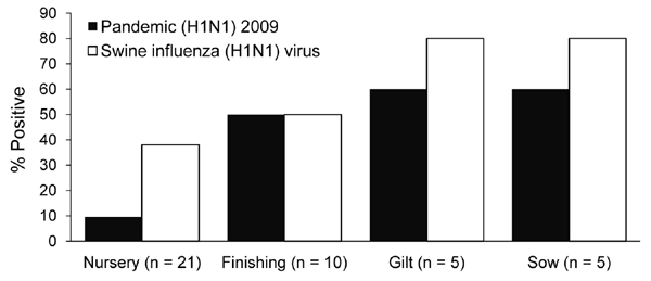 Phylogenetic trees of A) hemagglutinin (HA) and B) neuramindase (NA) genes of swine influenza viruses, Thailand. Red symbols indicate viruses isolated in this study. Scale bars indicate nucleotide substitutions per site.