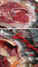 Thumbnail of Images from necropsy of yellow-bibbed lorikeet that died of melioidosis, showing multiple diffuse nodular lesions in the liver (A) and spleen (B). Photographs by Jodie Low Choy.