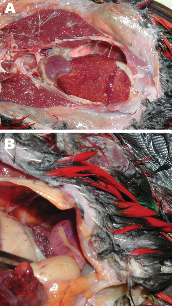 Images from necropsy of yellow-bibbed lorikeet that died of melioidosis, showing multiple diffuse nodular lesions in the liver (A) and spleen (B). Photographs by Jodie Low Choy.