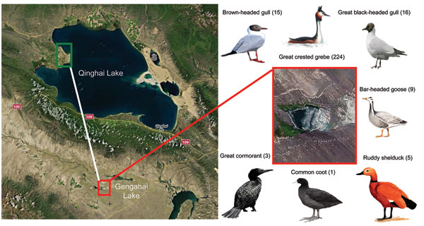 Location in Qinghai, China, of dead birds that were tested for avian influenza virus (H5N1), with images and common names of bird species tested. Red box indicates Gengahai Lake, where dead birds were detected, and green box indicates Bird Islet of Qinghai Lake; the distance between them is 90 km. Numbers of dead birds of each species are indicated in parentheses.