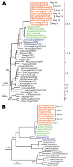 Thumbnail of Phylogenetic trees of hemagglutinin genes (nt 29–1,728) (A) and acidic polymerase genes (nt 25–2,151) of avian influenza viruses (H5N1) (B). Clade numbers are indicated on the right in panel A. Trees were constructed by using the PHYLIP program of ClustalX software version 1.81 (www.clustal.org), the neighbor-joining algorithm, and rooted to A/chicken/Pennsylvania/1/83(H5N2). Bootstrap analysis was performed with 1,000 replications. Viruses obtained in this study are shown in red, p