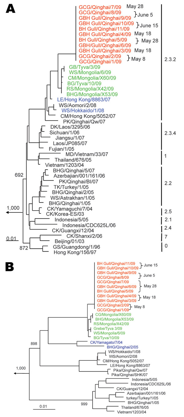 Phylogenetic trees of hemagglutinin genes (nt 29–1,728) (A) and acidic polymerase genes (nt 25–2,151) of avian influenza viruses (H5N1) (B). Clade numbers are indicated on the right in panel A. Trees were constructed by using the PHYLIP program of ClustalX software version 1.81 (www.clustal.org), the neighbor-joining algorithm, and rooted to A/chicken/Pennsylvania/1/83(H5N2). Bootstrap analysis was performed with 1,000 replications. Viruses obtained in this study are shown in red, previously det